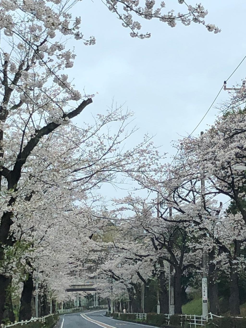 桜便りもこのあたりで・・・