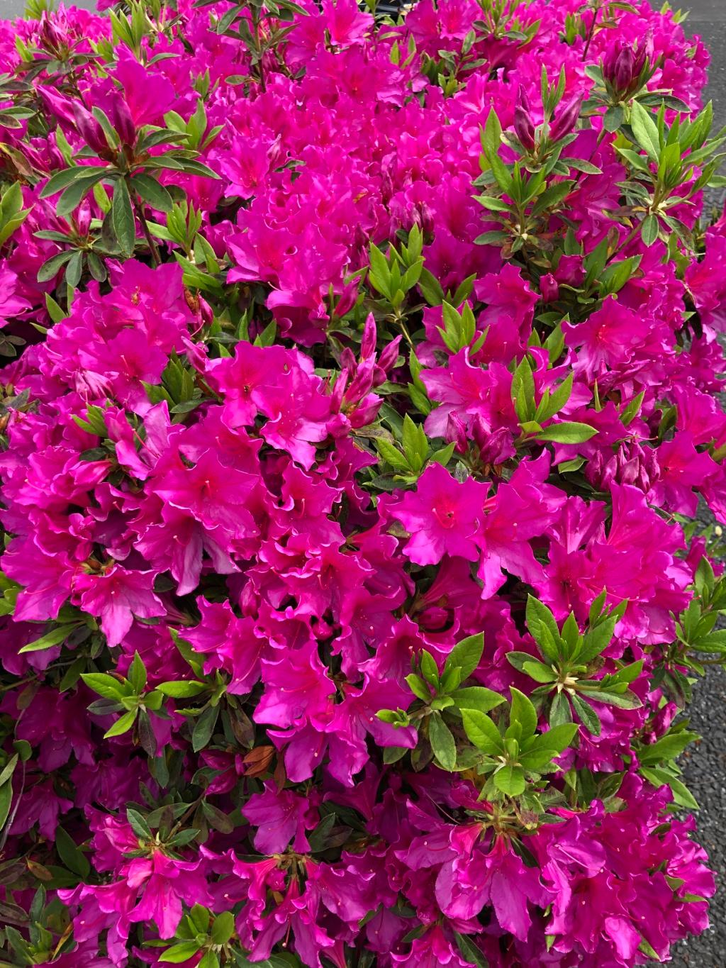 サクラガサイタラハナビラオチタ、ハナビラオチタラ・・・