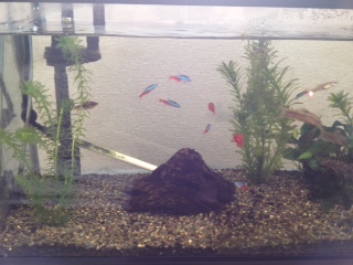 我が家の熱帯魚