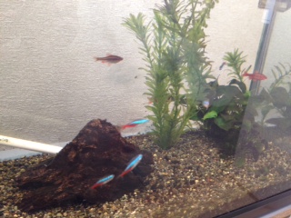 我が家の熱帯魚