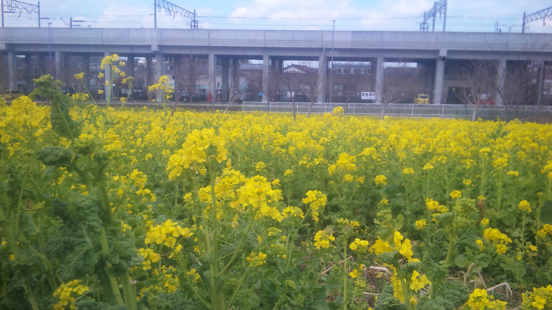 もうすぐ、春ですね