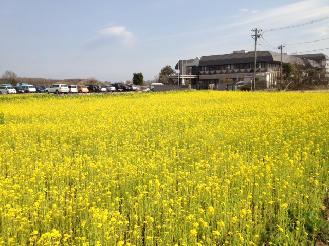 春の花