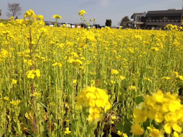 春の花