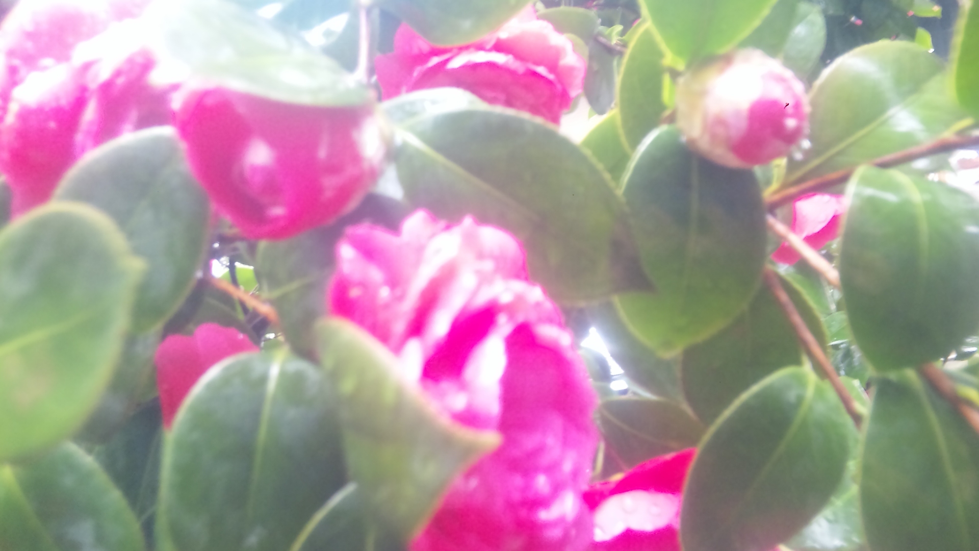 椿、僕は君に恋をした。