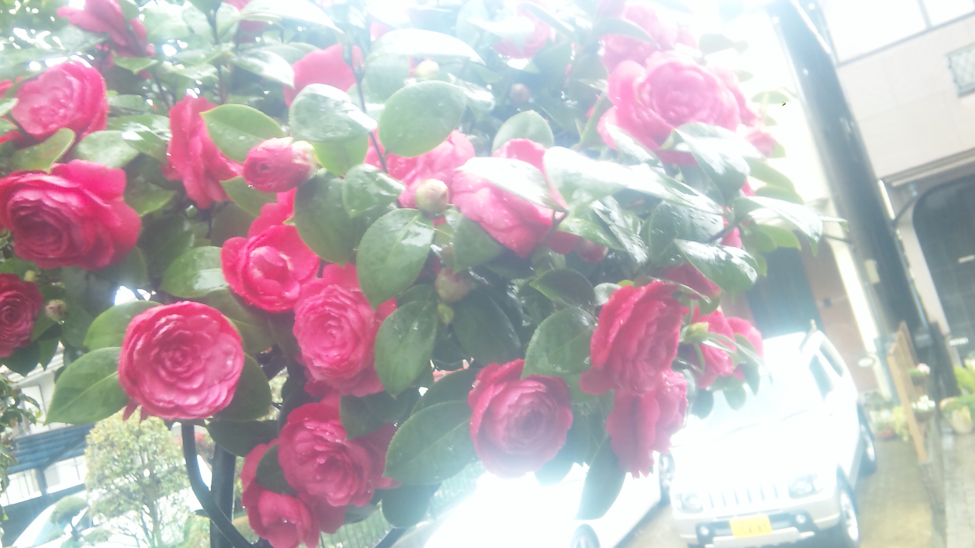 椿、僕は君に恋をした。