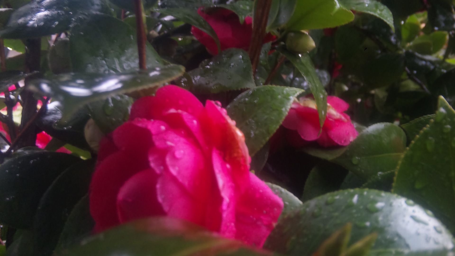 椿、僕は君に恋をした。