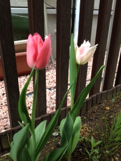 重量税変更+試乗で豪華プレゼント！