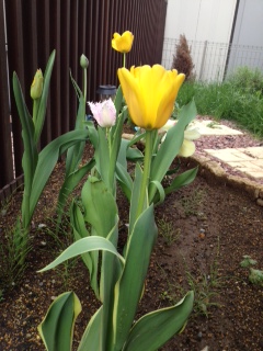 重量税変更+試乗で豪華プレゼント！