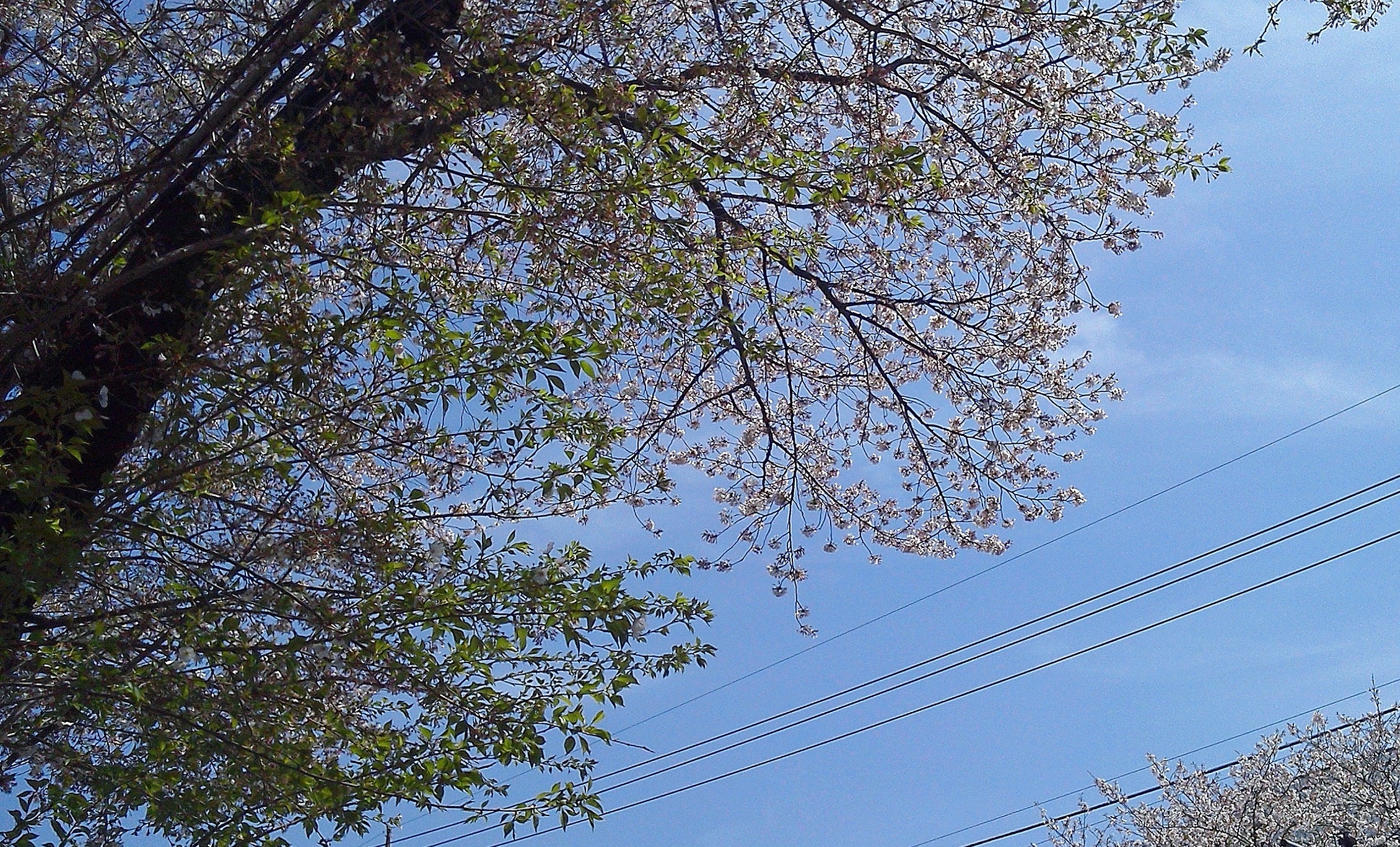 昨日の雨とは打って変わって