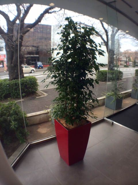 植木の入れ替え