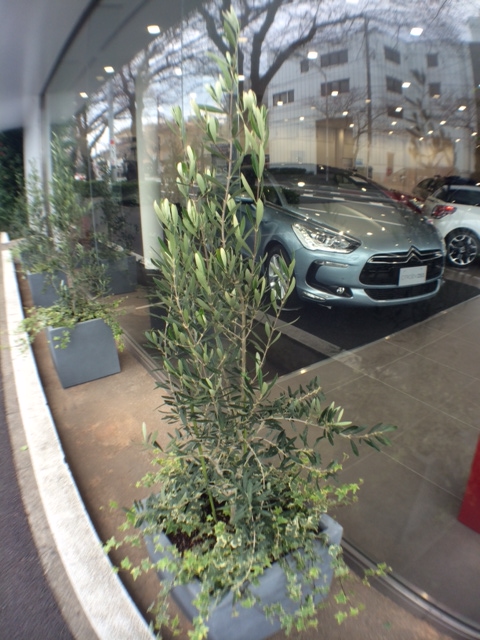 植木の入れ替え