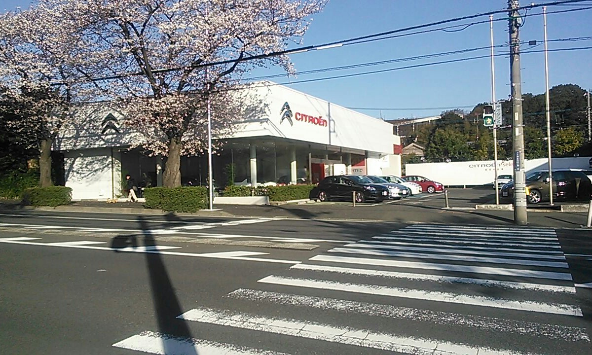 桜咲きました。