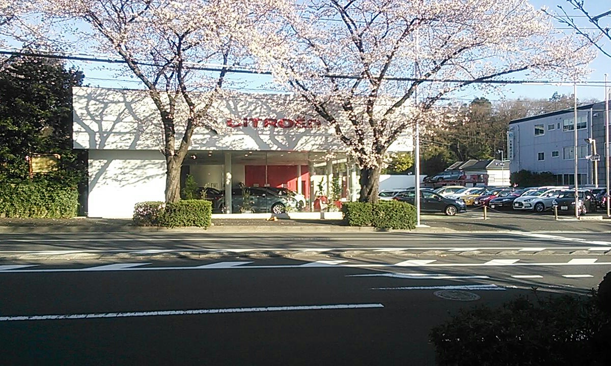桜咲きました。