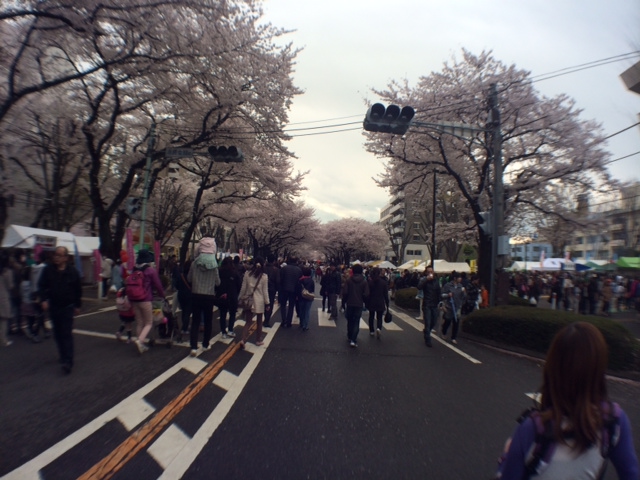 相模原桜祭り