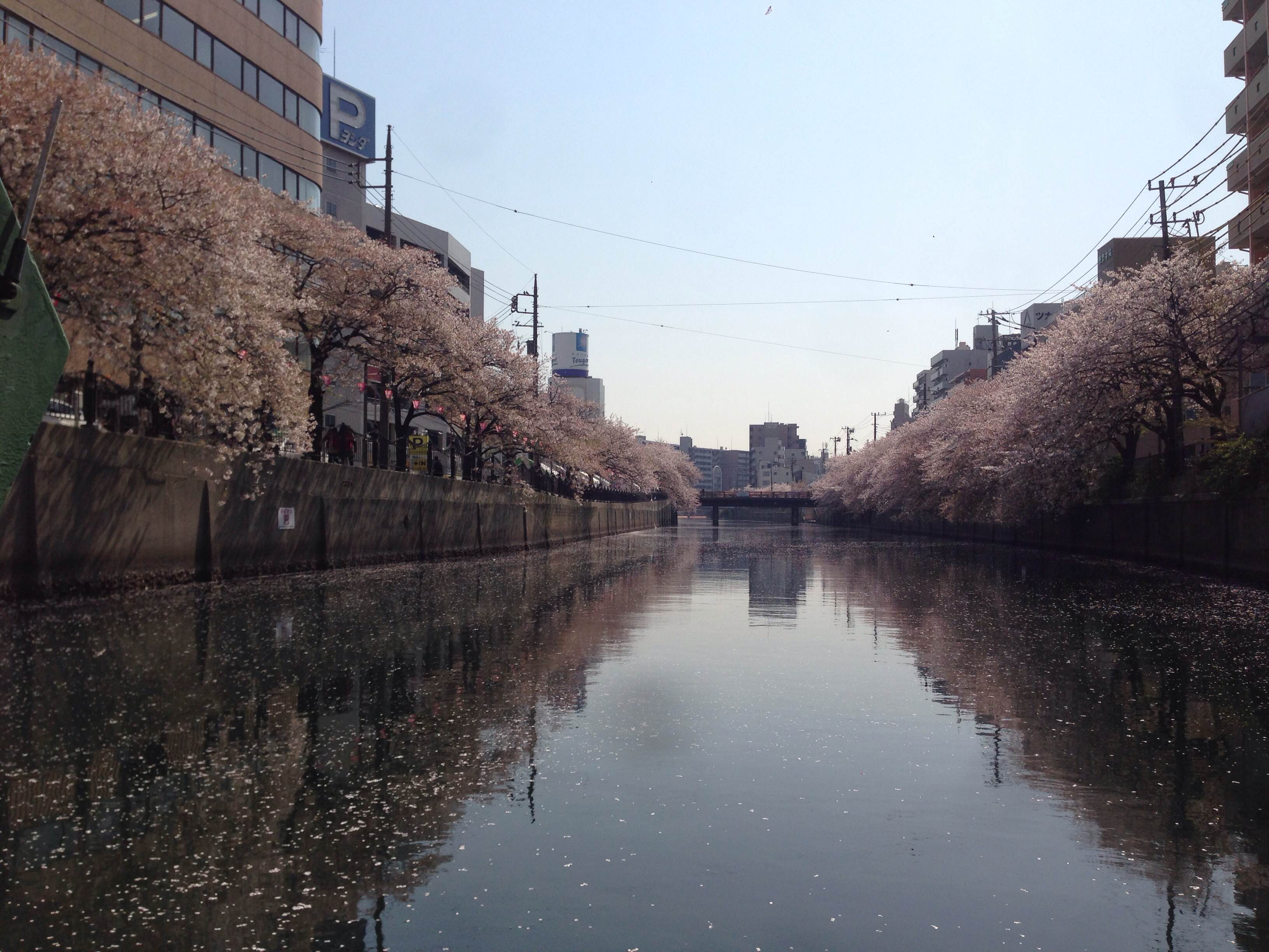 チームＧＳＴ「屋形船でお花見 on 大岡川 2014」
