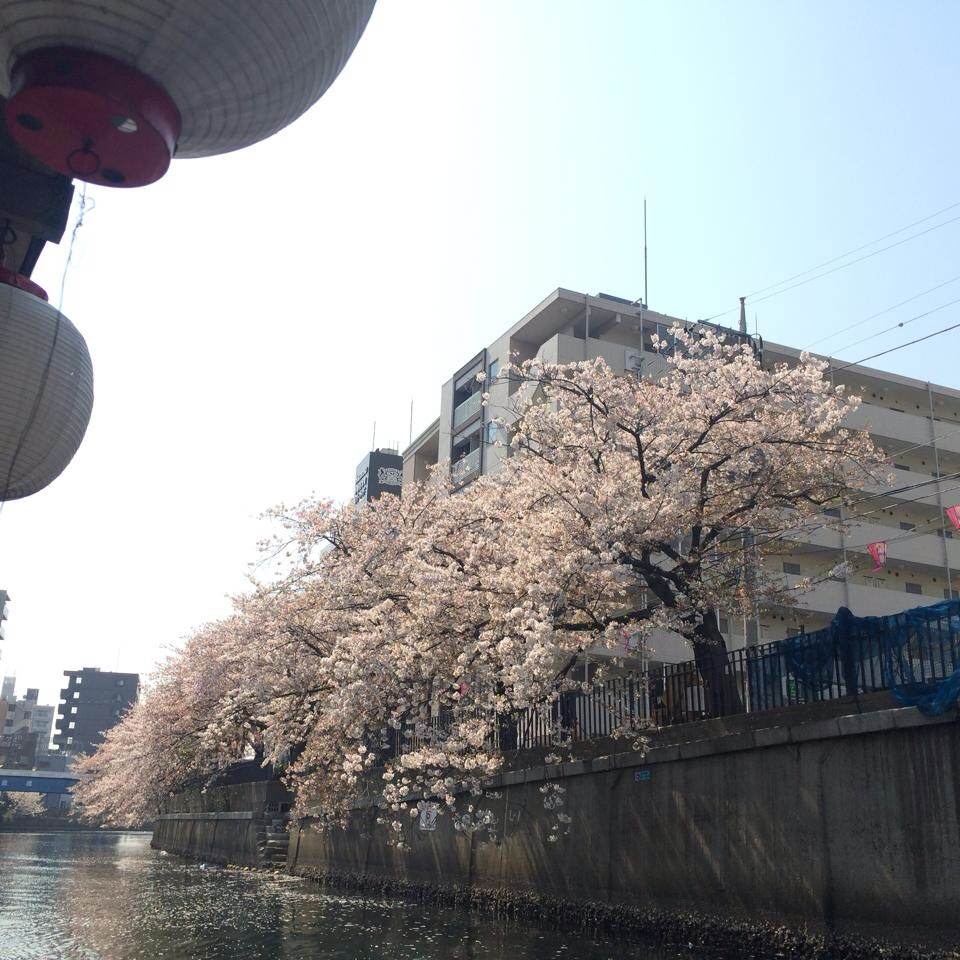 チームＧＳＴ「屋形船でお花見 on 大岡川 2014」