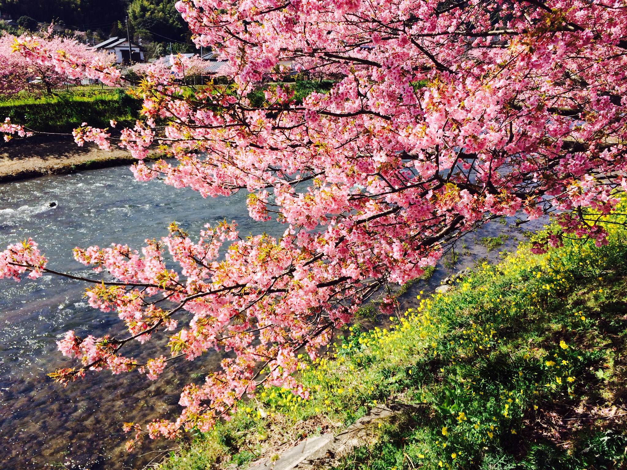 河津桜と富士山