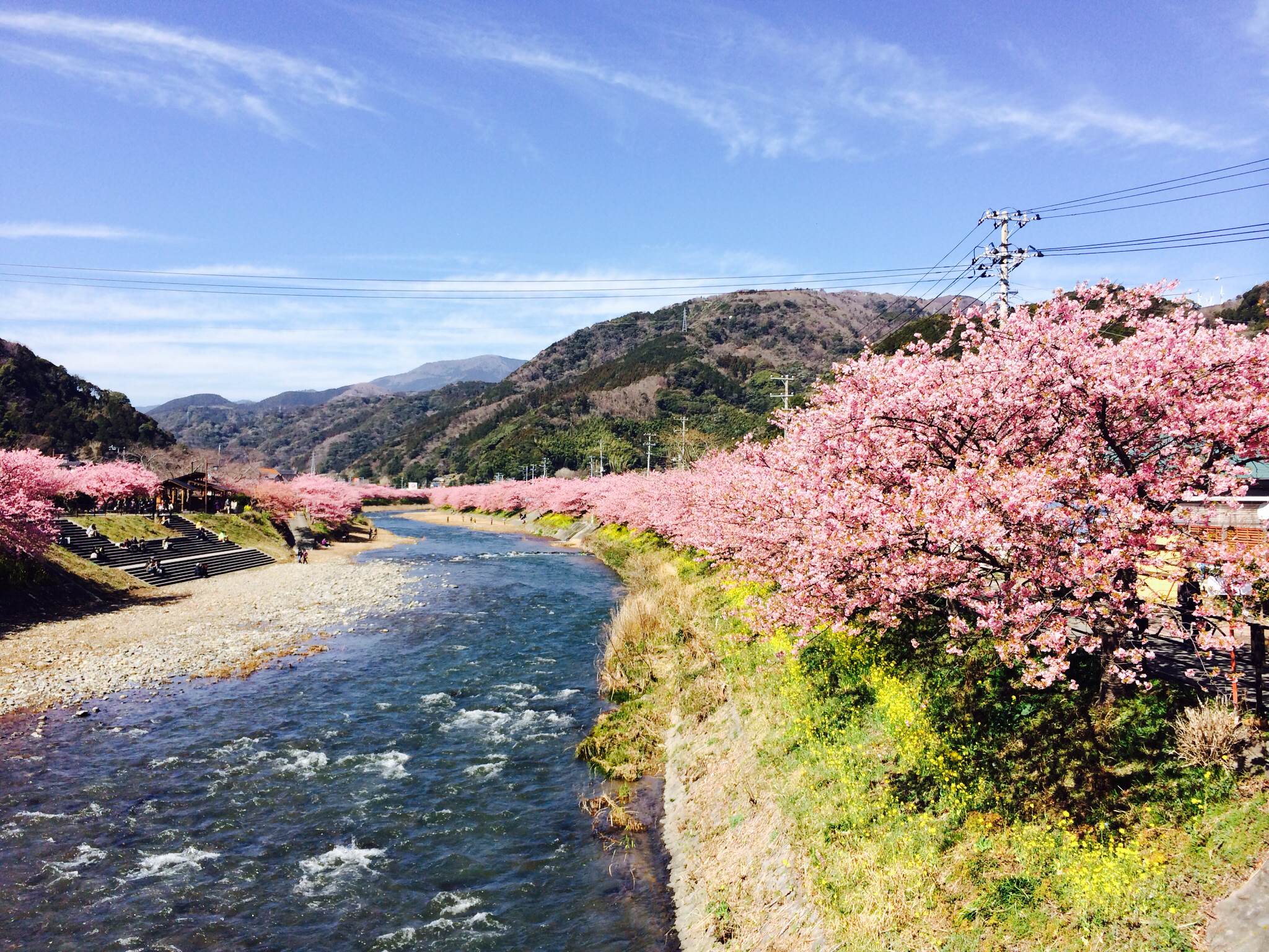 河津桜と富士山