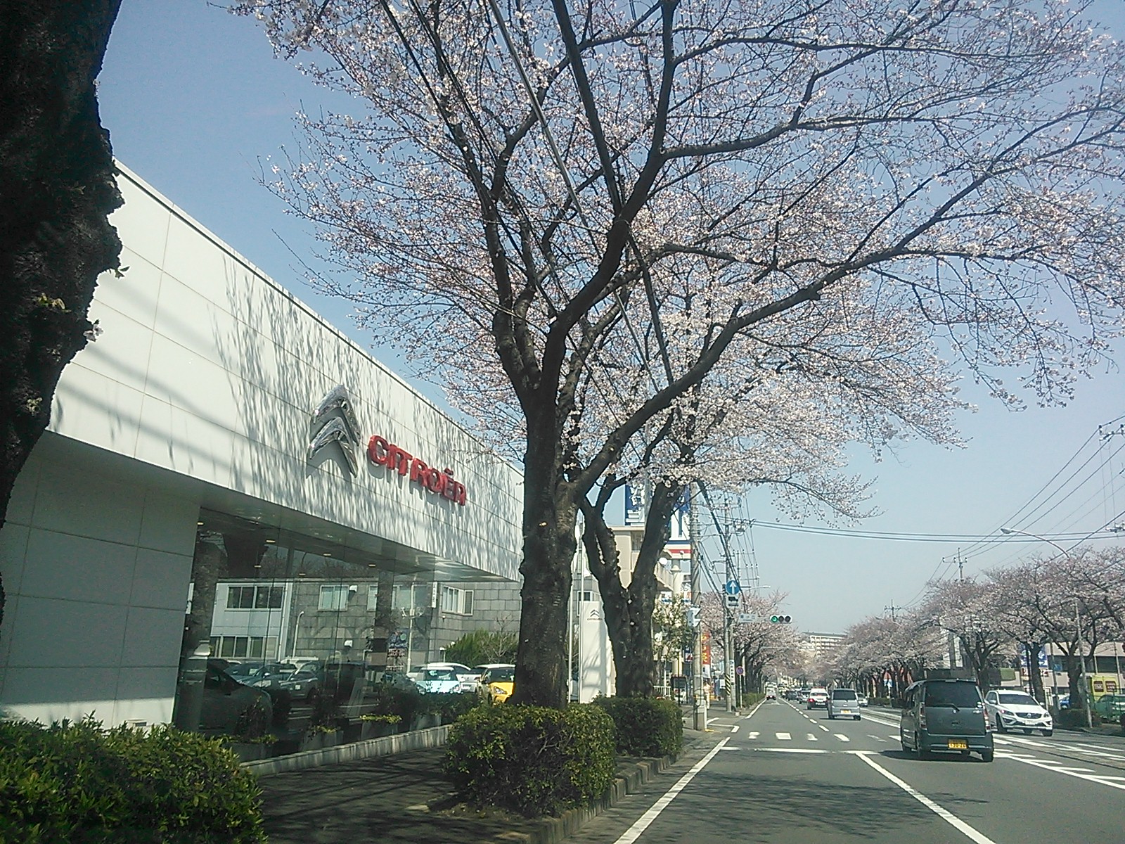 桜咲きました。