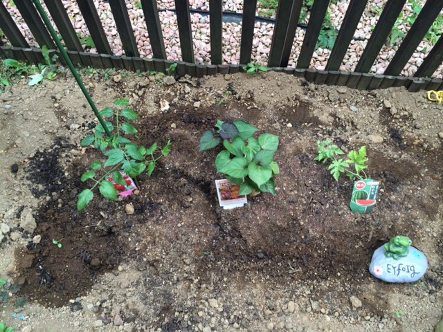 負けじと家庭菜園！