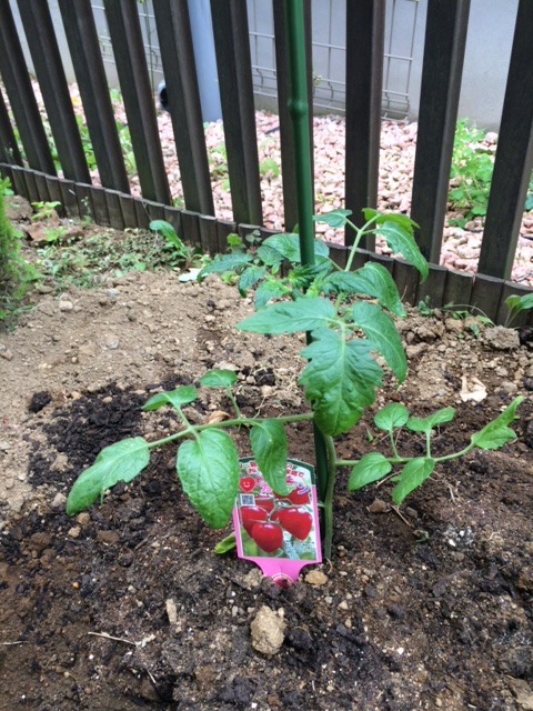負けじと家庭菜園！