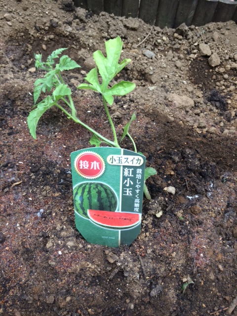 負けじと家庭菜園！