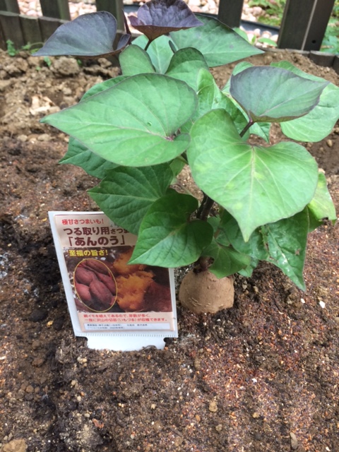 負けじと家庭菜園！