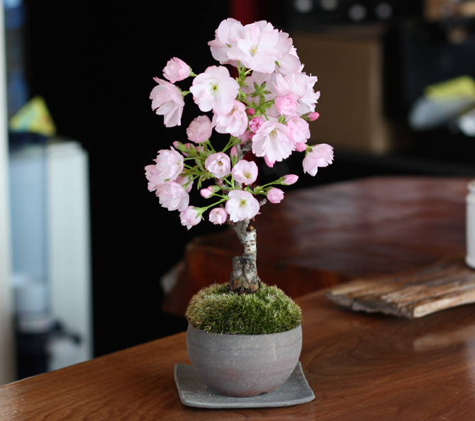 クリスマスなのに・・・なぜ？