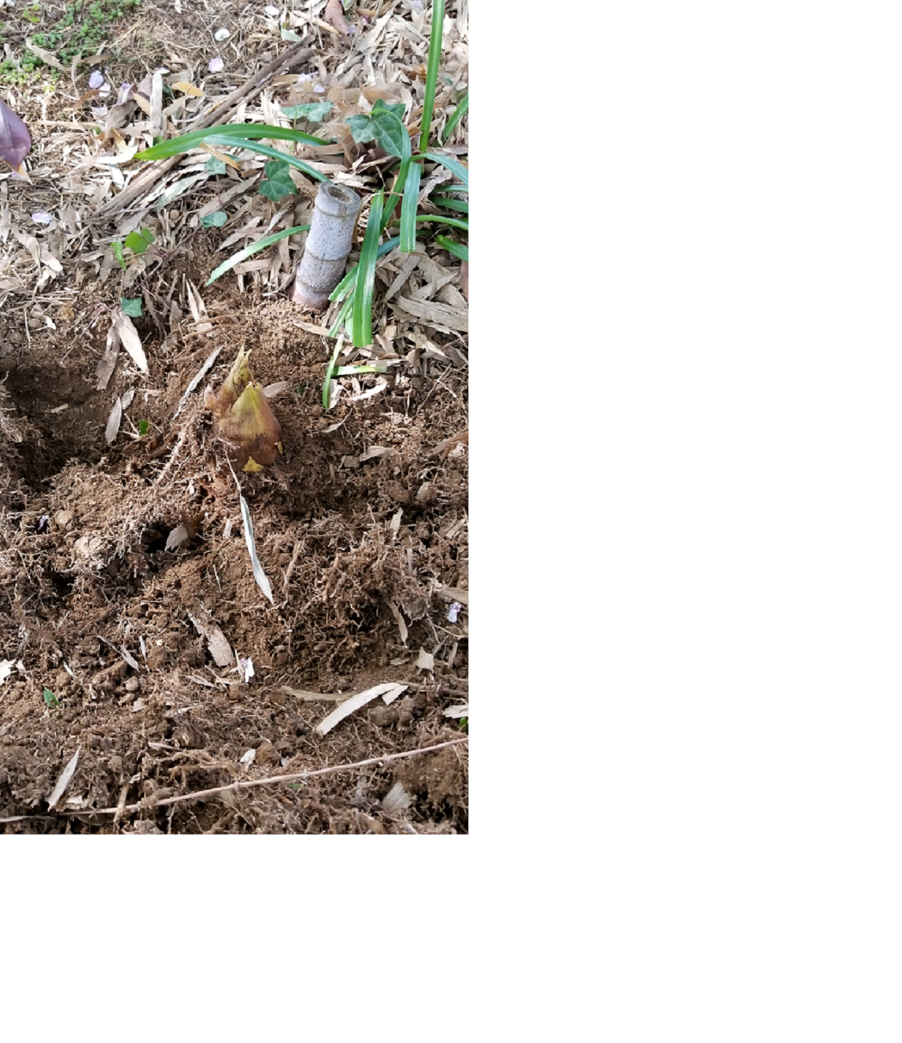 今年初！竹の子掘り