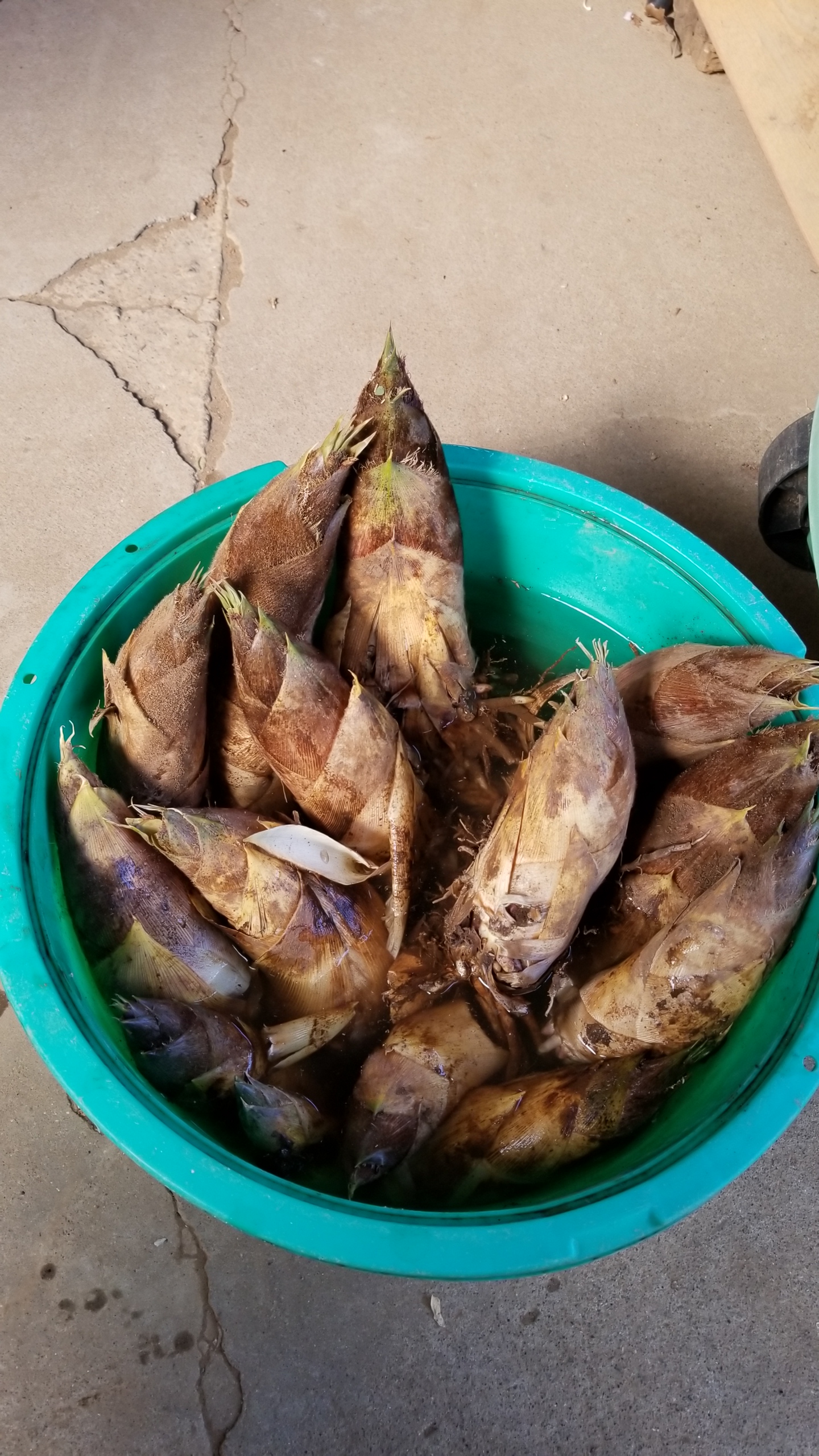 今年初！竹の子掘り