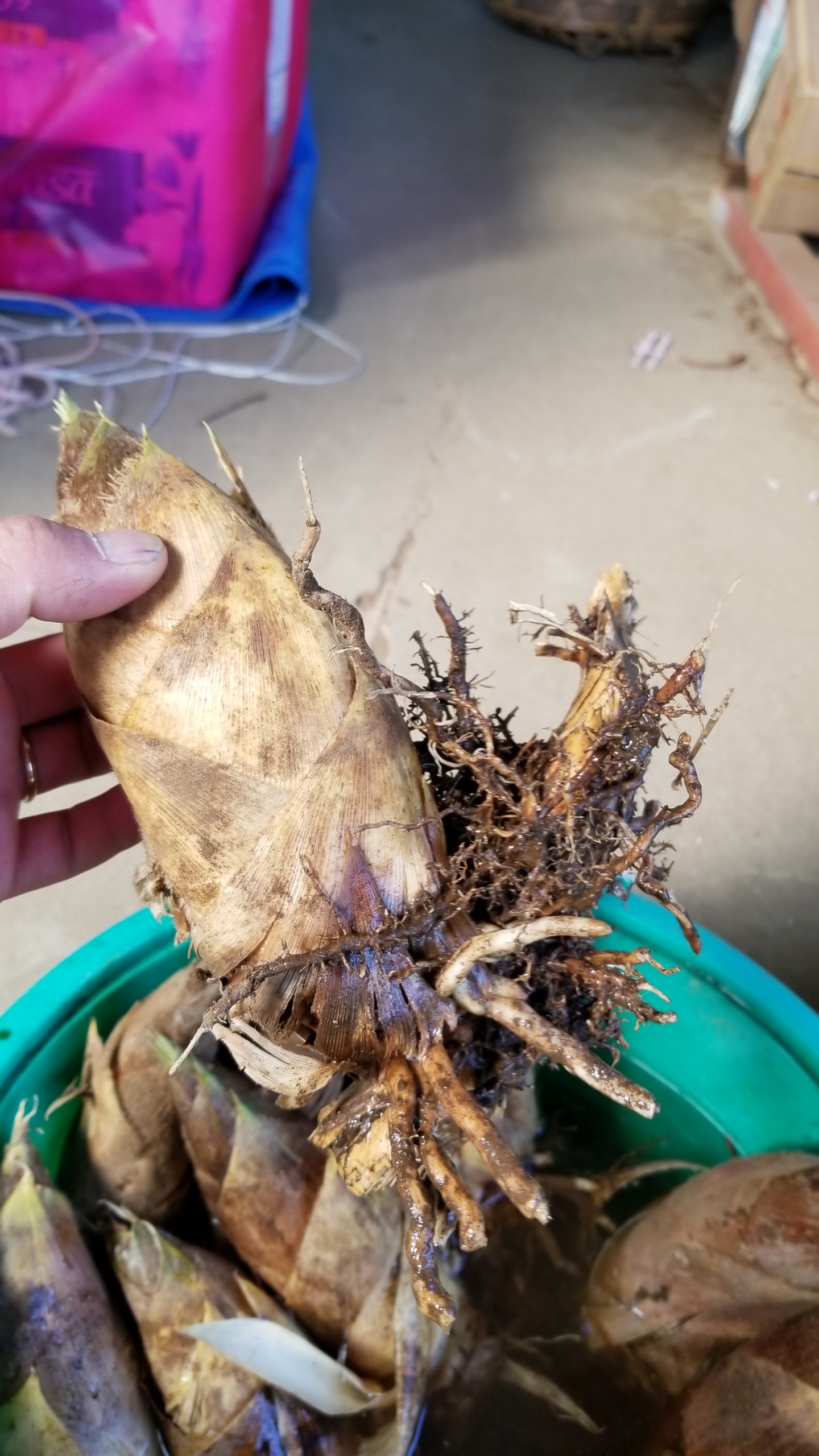 今年初！竹の子掘り