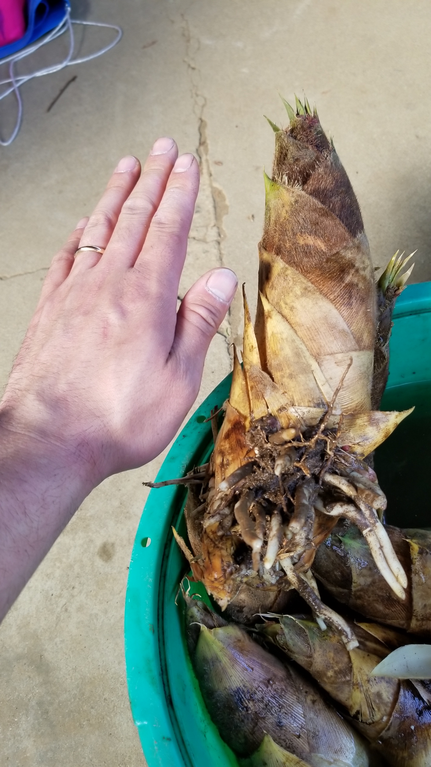 今年初！竹の子掘り