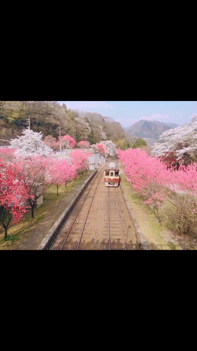 桜列車