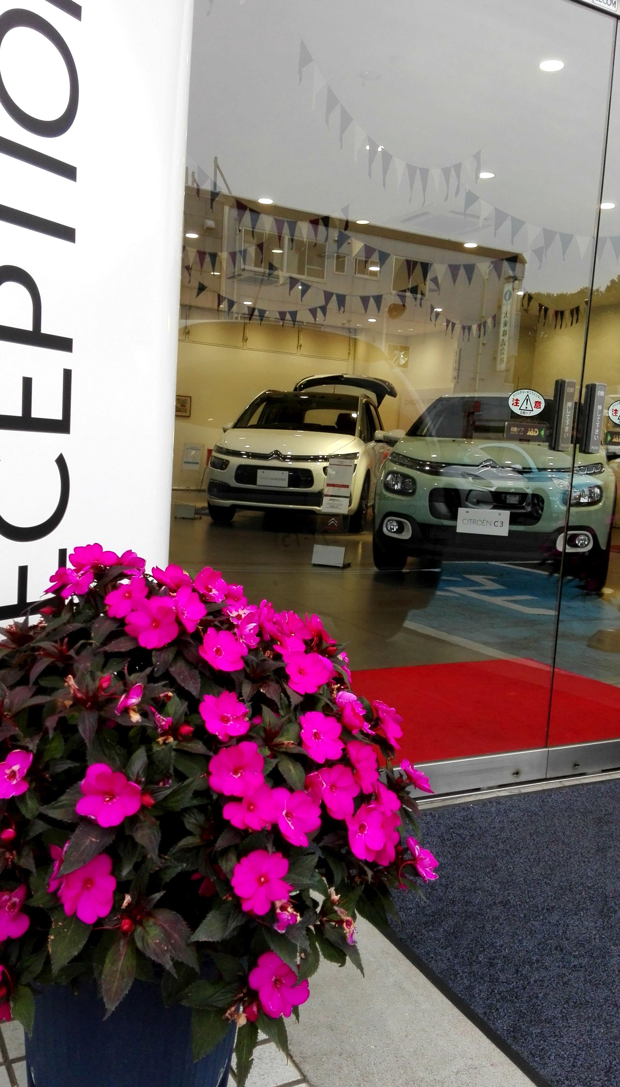 サンパチェンス、ローズ