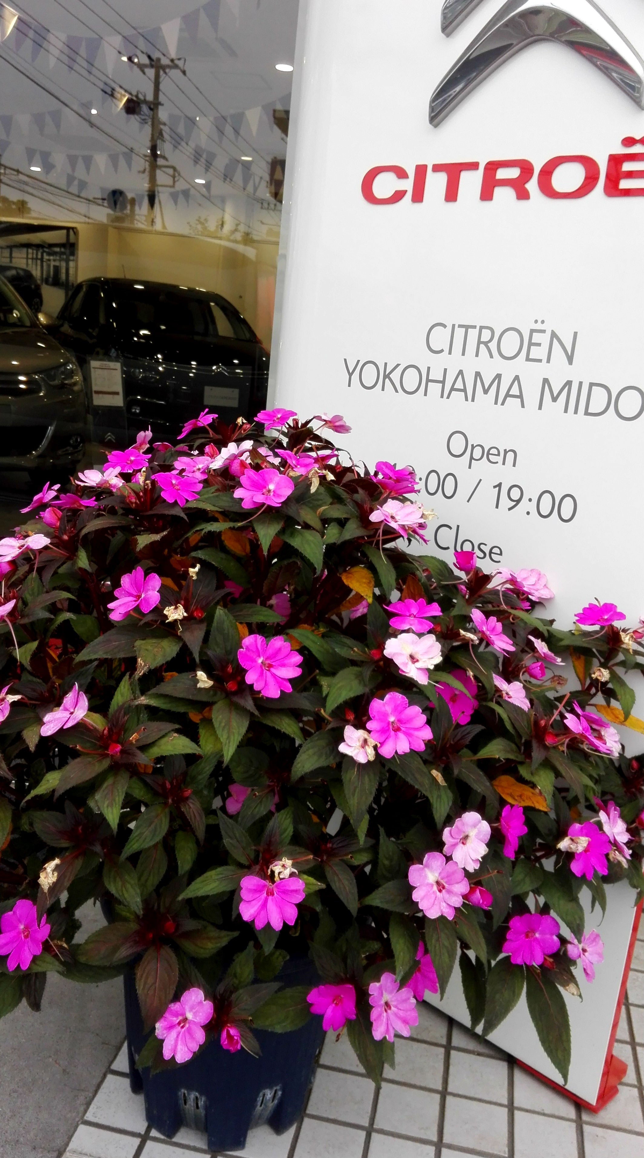 サンパチェンス、ローズ