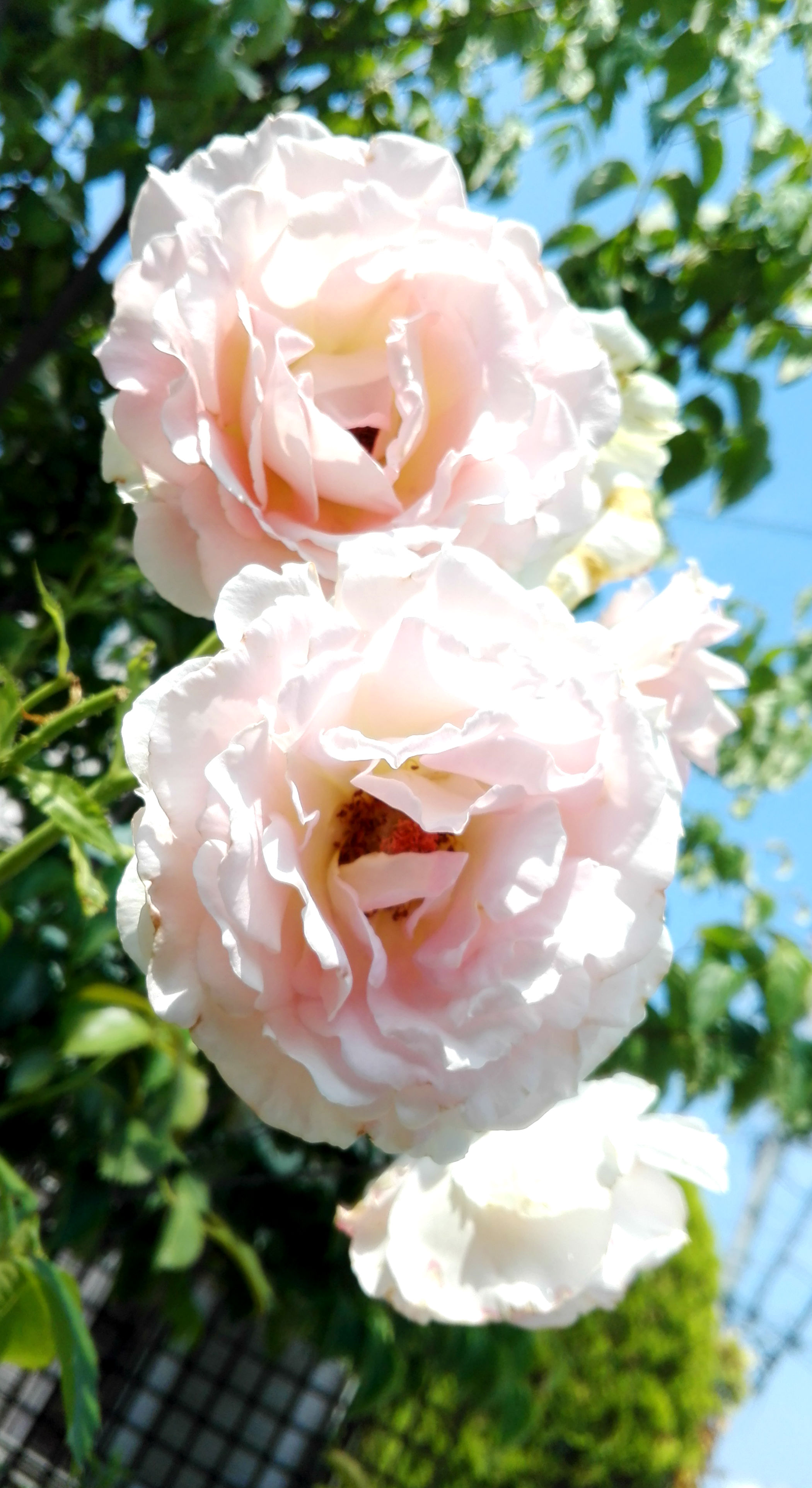 サンパチェンス、ローズ