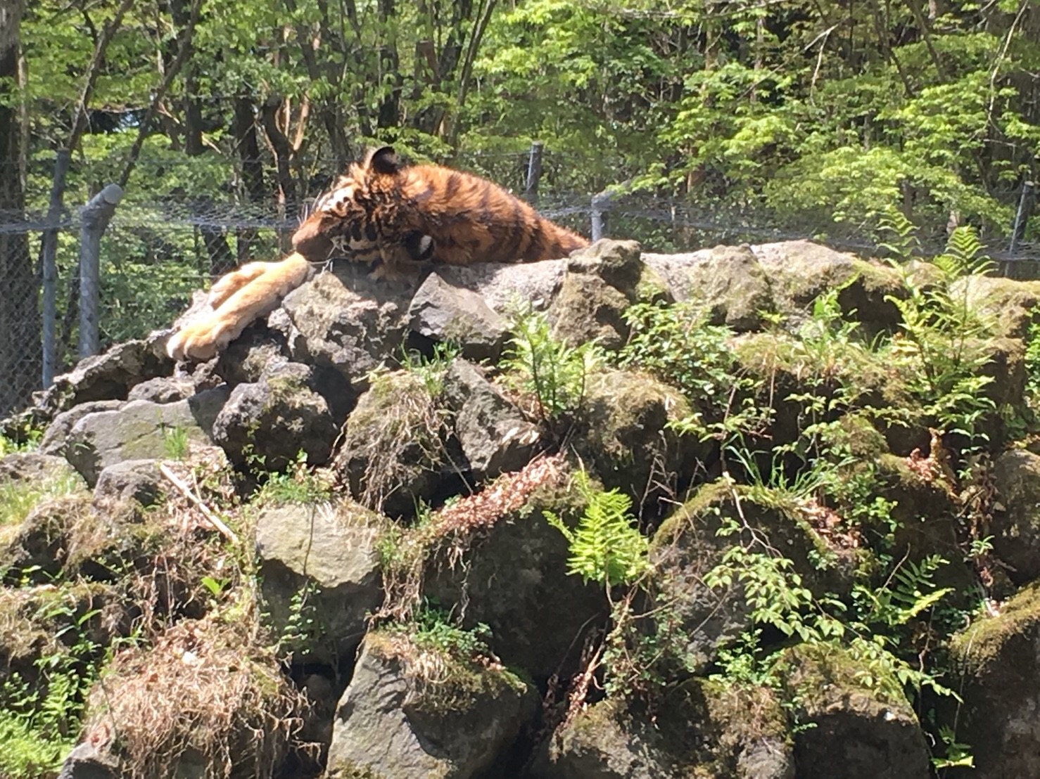 富◯サファリパーク！
