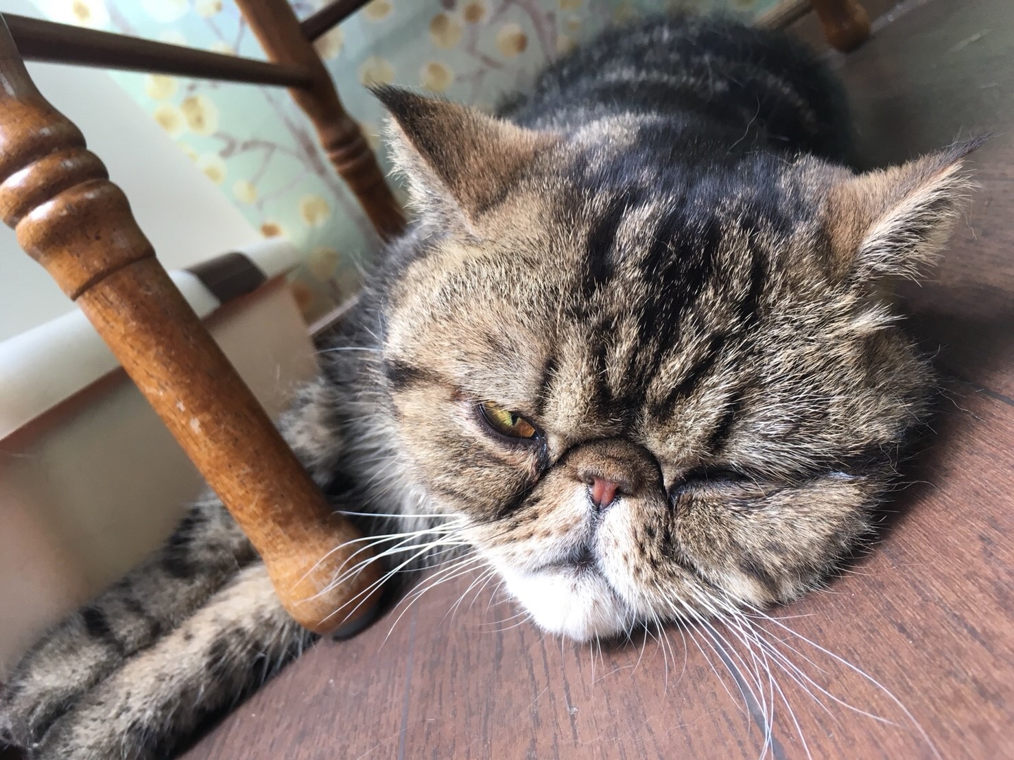 富◯サファリパーク！