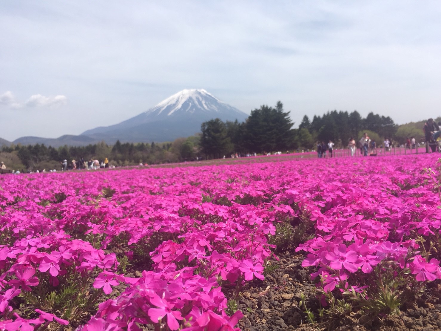 富◯サファリパーク！