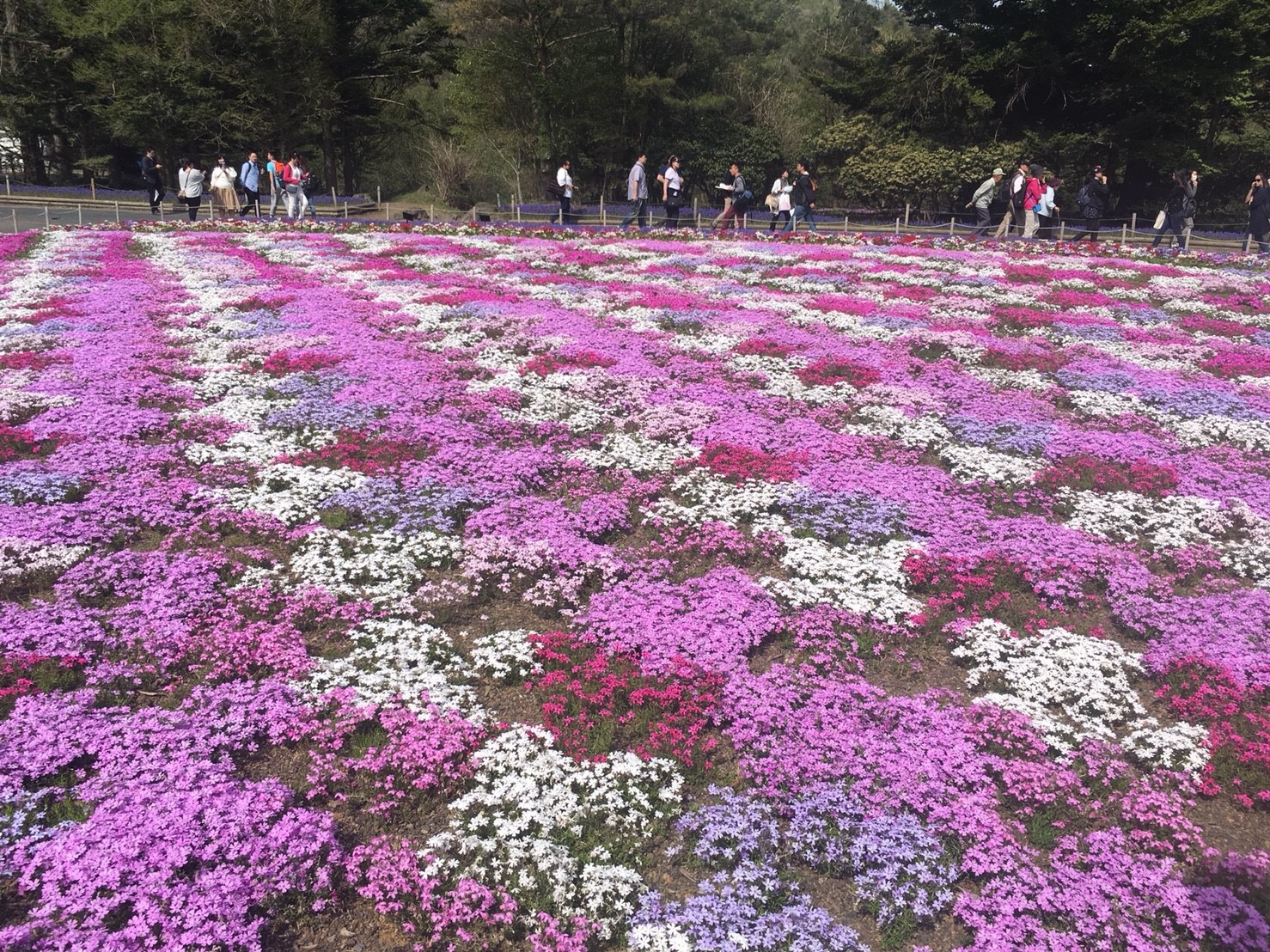 富◯サファリパーク！