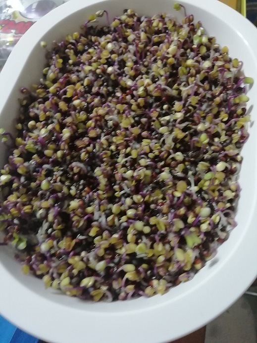 赤キャベツ無事に収穫いたしました。