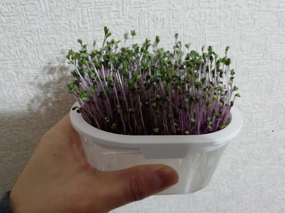 赤キャベツ無事に収穫いたしました。