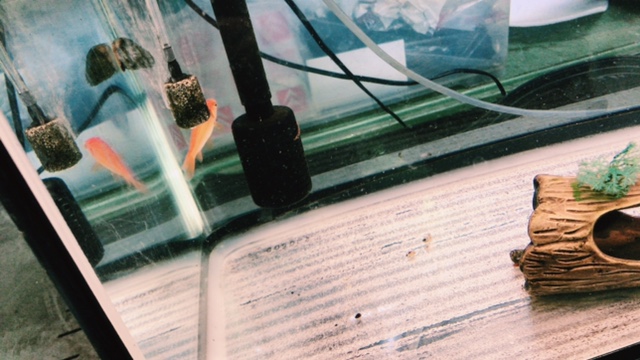 今日のワタナベ