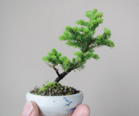 リニューアル グランドオープン イベント