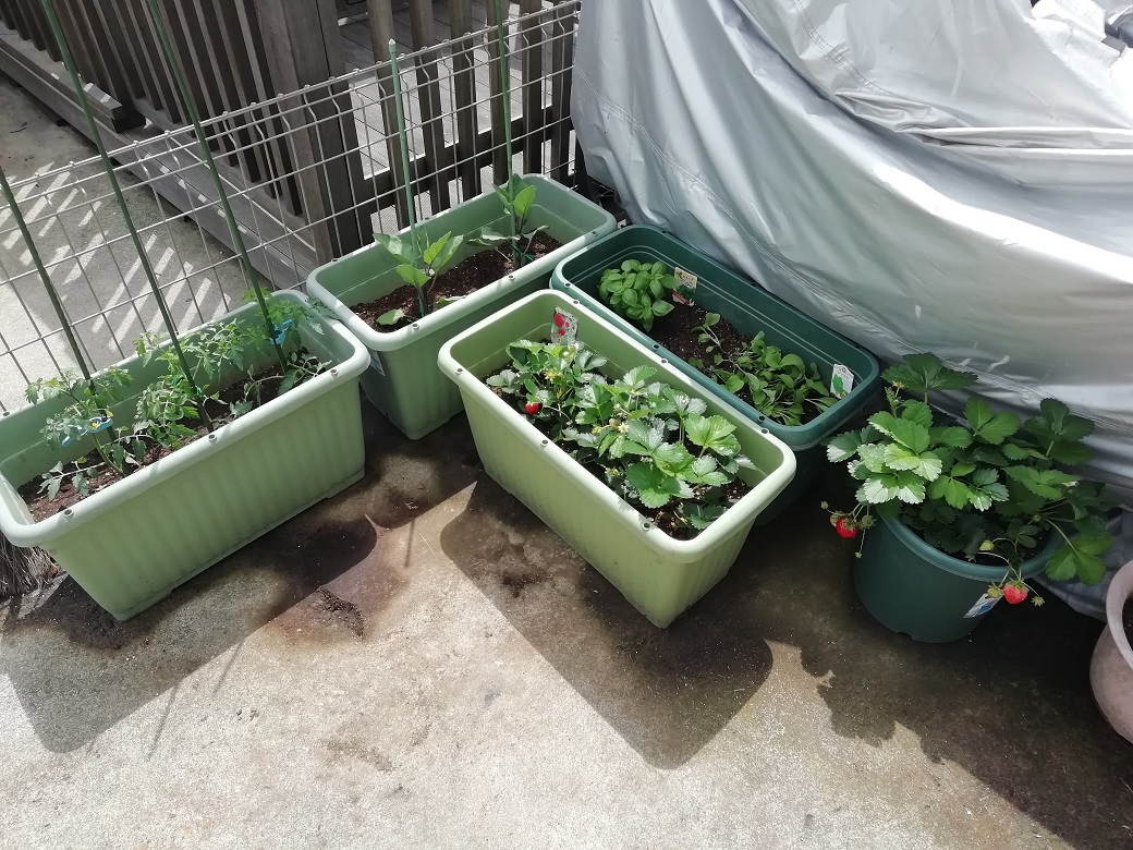久々の家庭菜園