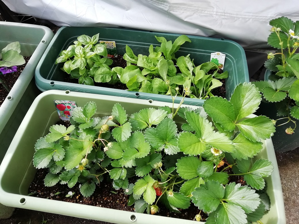 久々の家庭菜園