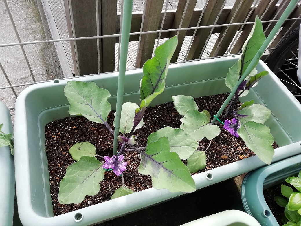 久々の家庭菜園