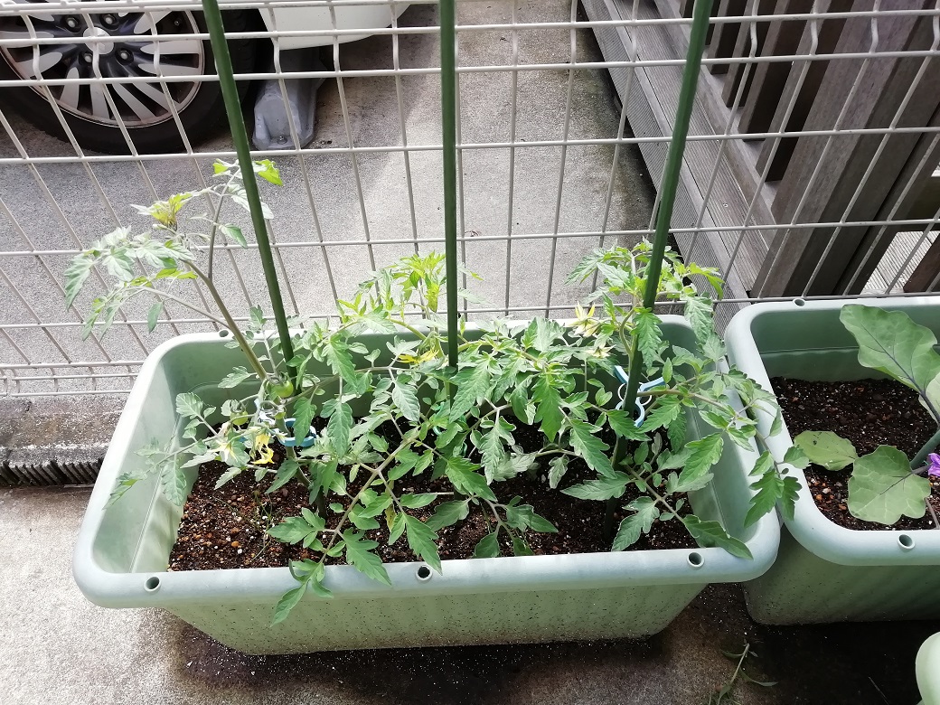 久々の家庭菜園