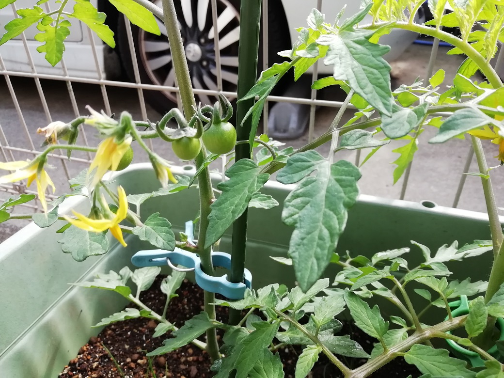 久々の家庭菜園