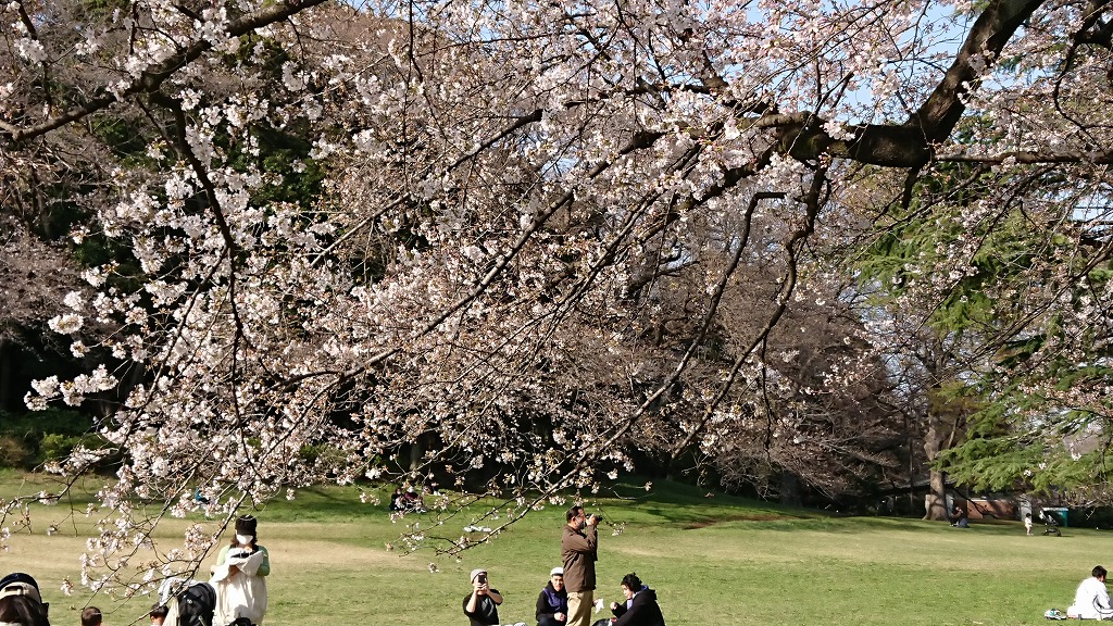 桜の季節が来ましたよ